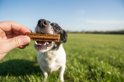 Small Dog Pumpkin Dental Chews | BeyondWhiskers