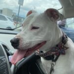 Chicken and Sweet Potato Glucosamine Soft Dog Treats | BeyondWhiskers 1