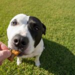 Wild Caught Pacific Whiting Crunchy Dog Treats | Made in USA 2
