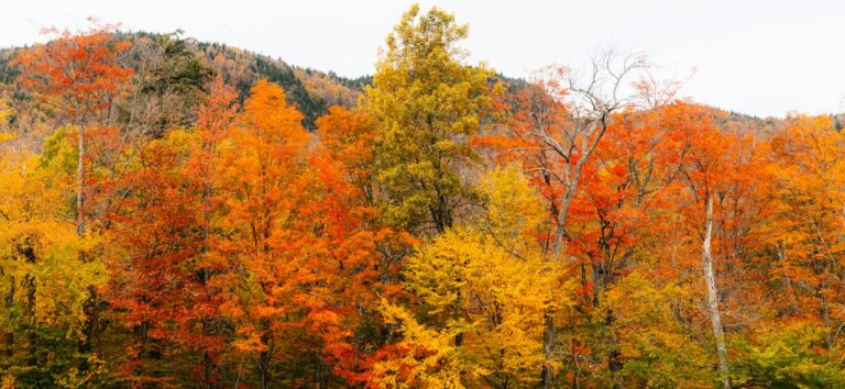 Autumn trees with orange and red foliage on a hillside