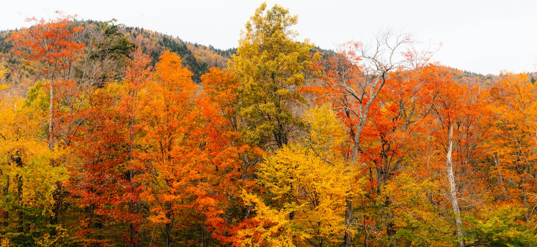 Autumn trees with orange and red foliage on a hillside