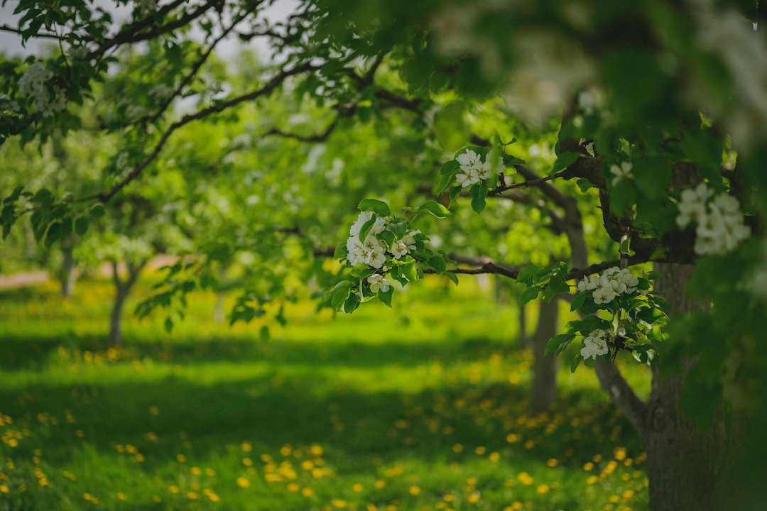 White spring blossoms with lush green foliage and wildflowers