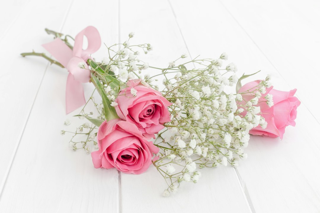 Soft pink roses and baby's breath tied with a ribbon on a bright white background