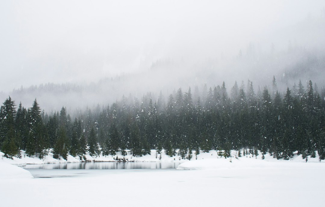 Snow-covered evergreen trees reflected in a winter pond